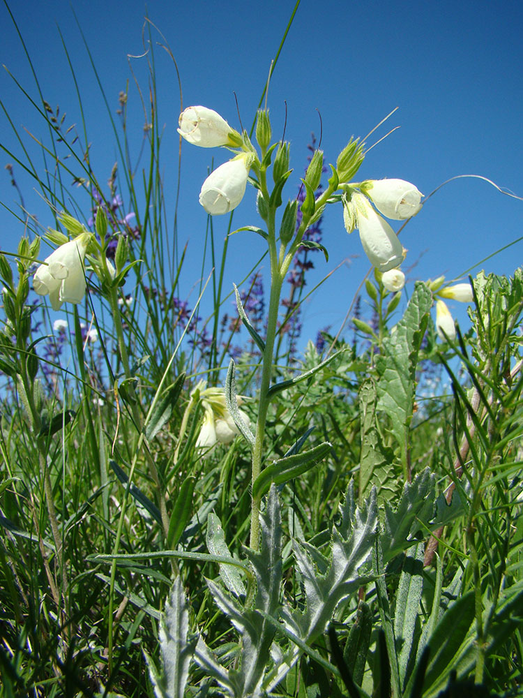 Изображение особи Onosma volgensis.