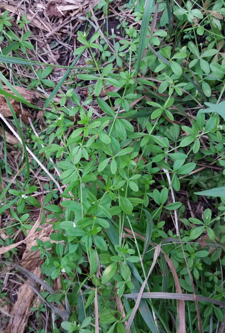 Изображение особи Galium trifidum.