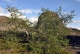 genus Betula. Плодоносящее растение. Исландия, национальный парк Ватнайокюдль (северная часть), долина Вестурдалур, каменистый склон. 05.08.2016.