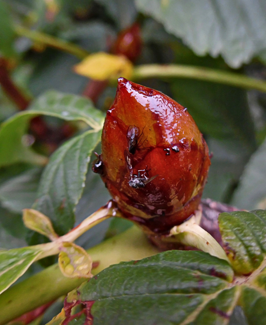 Изображение особи Aesculus hippocastanum.