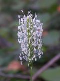 Sesleria alba