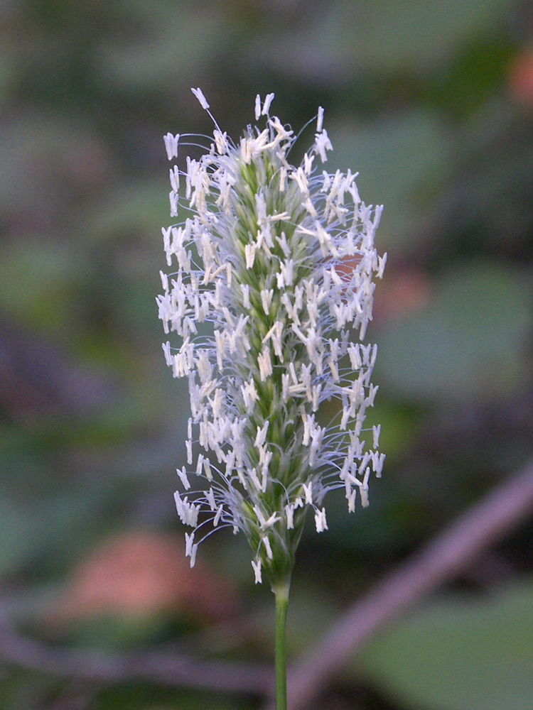 Изображение особи Sesleria alba.