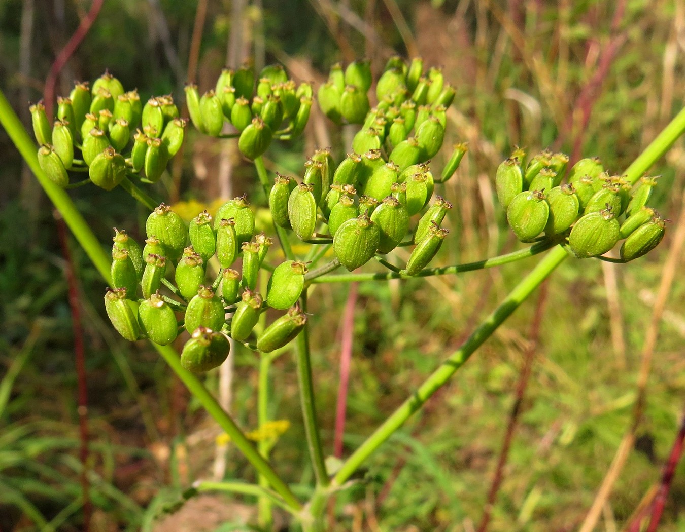 Изображение особи Pastinaca sylvestris.