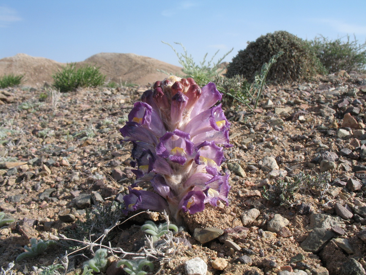 Image of Cistanche salsa specimen.