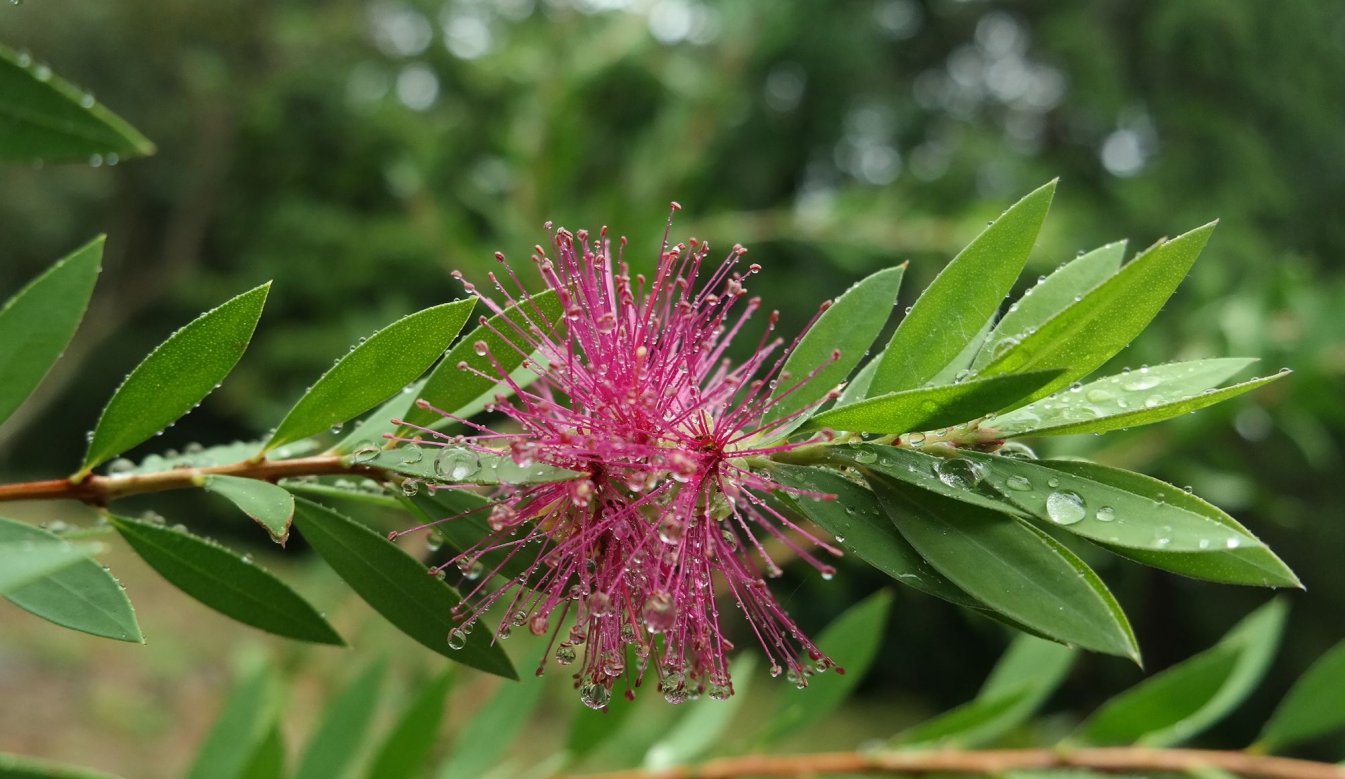 Изображение особи род Callistemon.