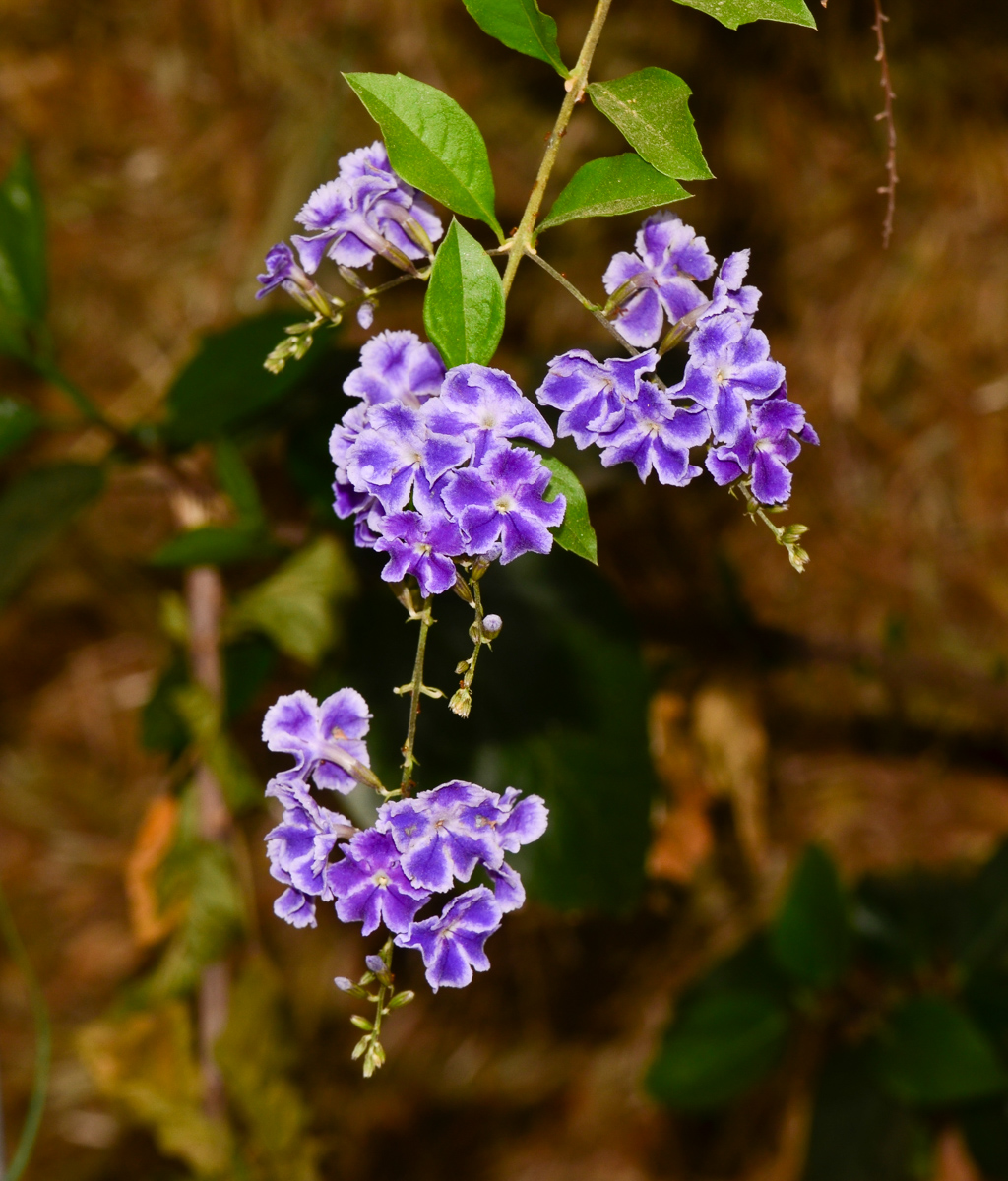 Изображение особи Duranta erecta.