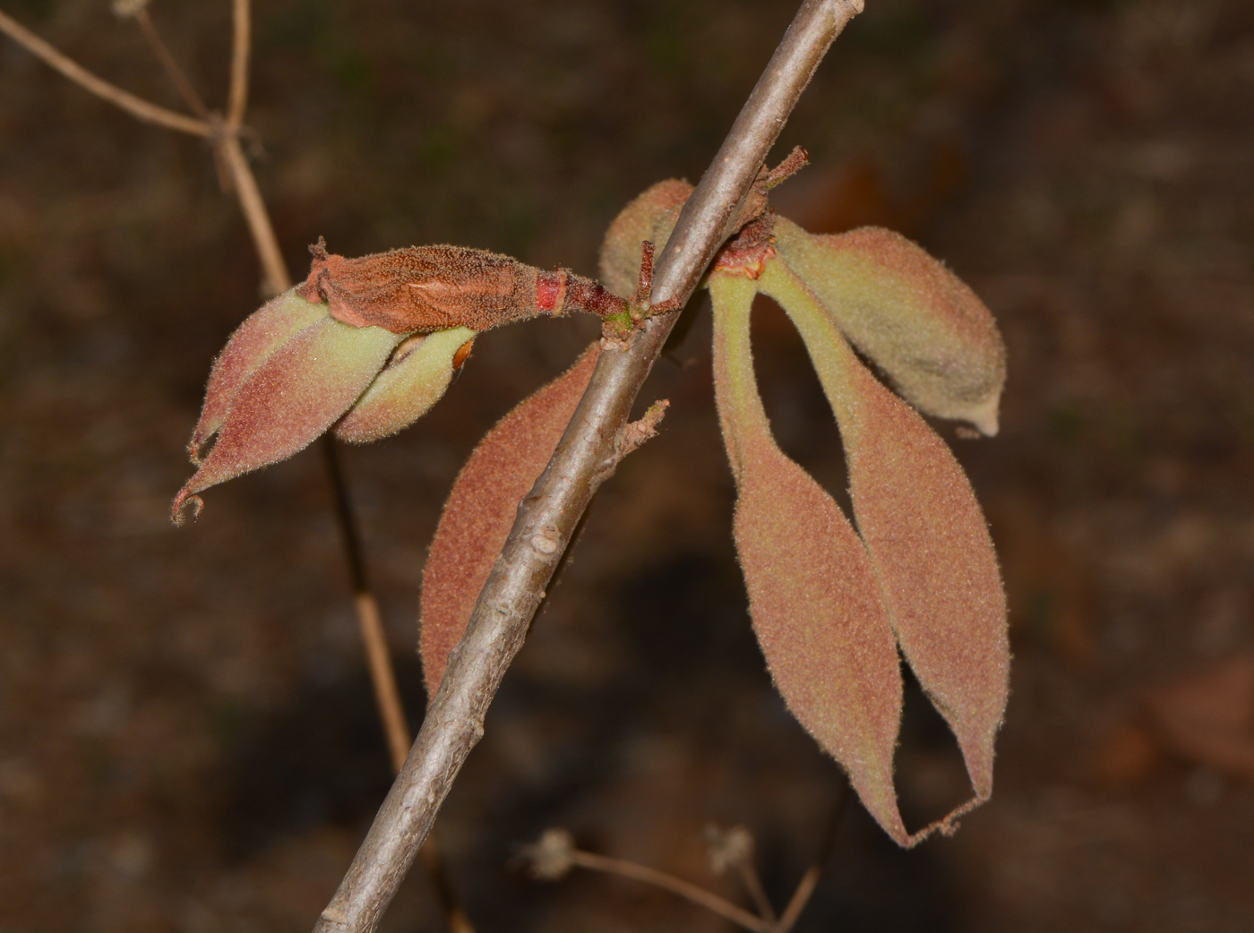 Изображение особи Brachychiton bidwillii.