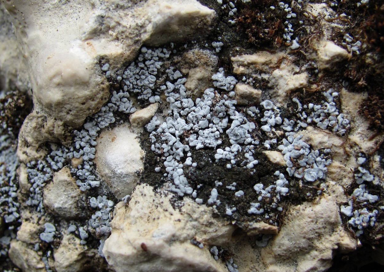Image of genus Toninia specimen.
