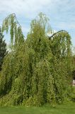 Fagus variety pendula