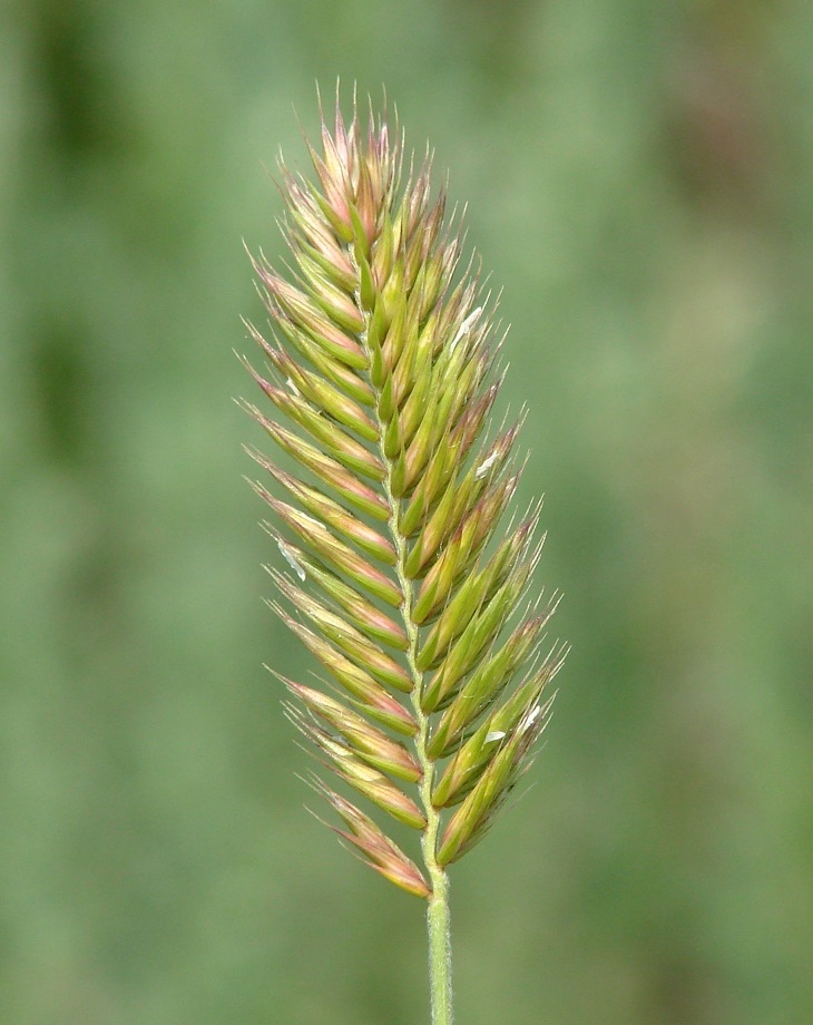 Изображение особи Agropyron pectinatum.