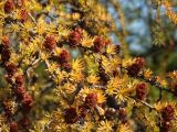 Larix cajanderi