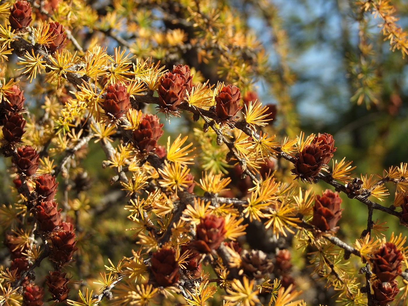 Изображение особи Larix cajanderi.