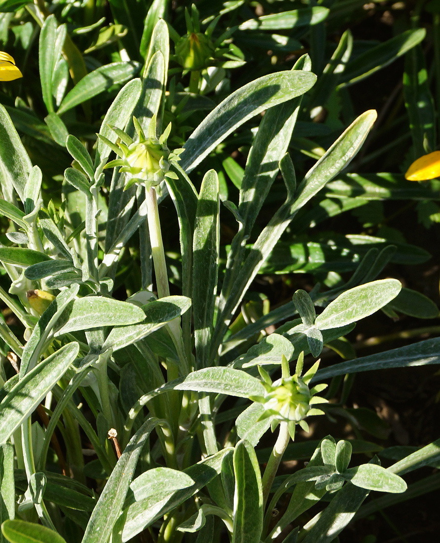 Image of Gazania × hybrida specimen.