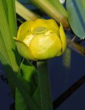 Nuphar lutea. Цветок. Украина, г. Запорожье, о-в Хортица, южная часть острова, озеро. 12.08.2016.