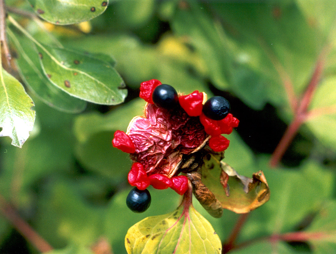 Изображение особи Paeonia daurica.