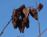 Koelreuteria paniculata. Соплодие. Украина, г. Запорожье, ЦПКиО \"Дубовая роща\". 22.02.2015.