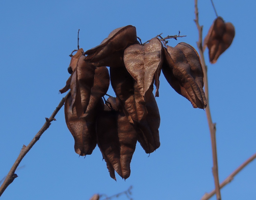 Image of Koelreuteria paniculata specimen.