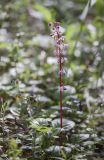 Pyrola incarnata