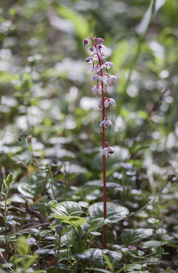 Image of Pyrola incarnata specimen.