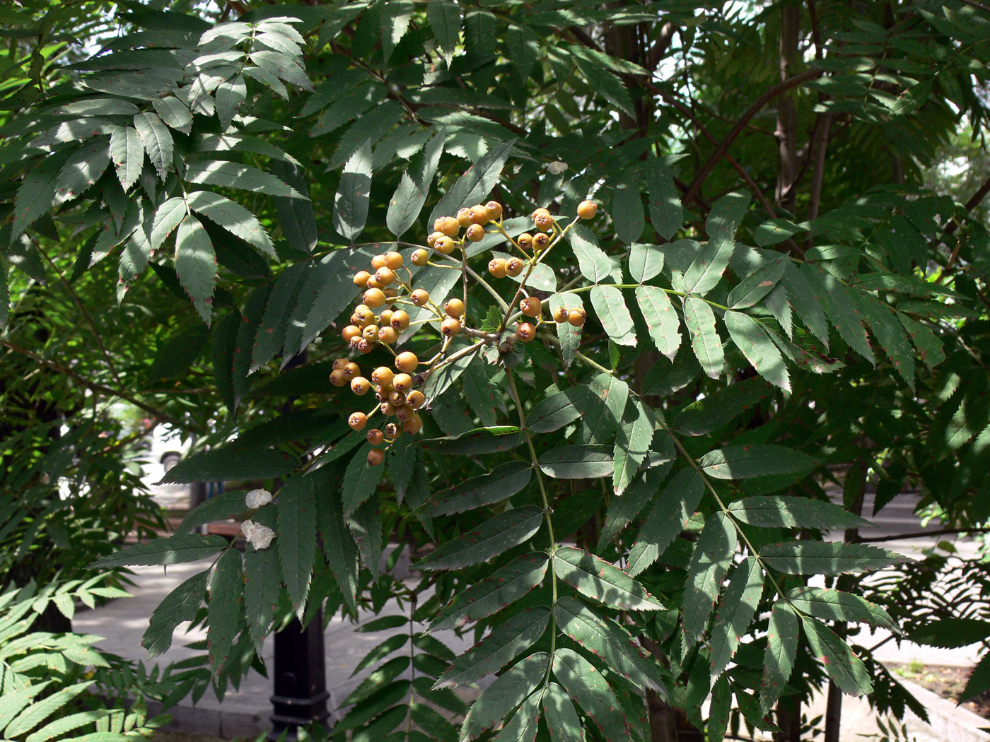 Image of Sorbus amurensis specimen.