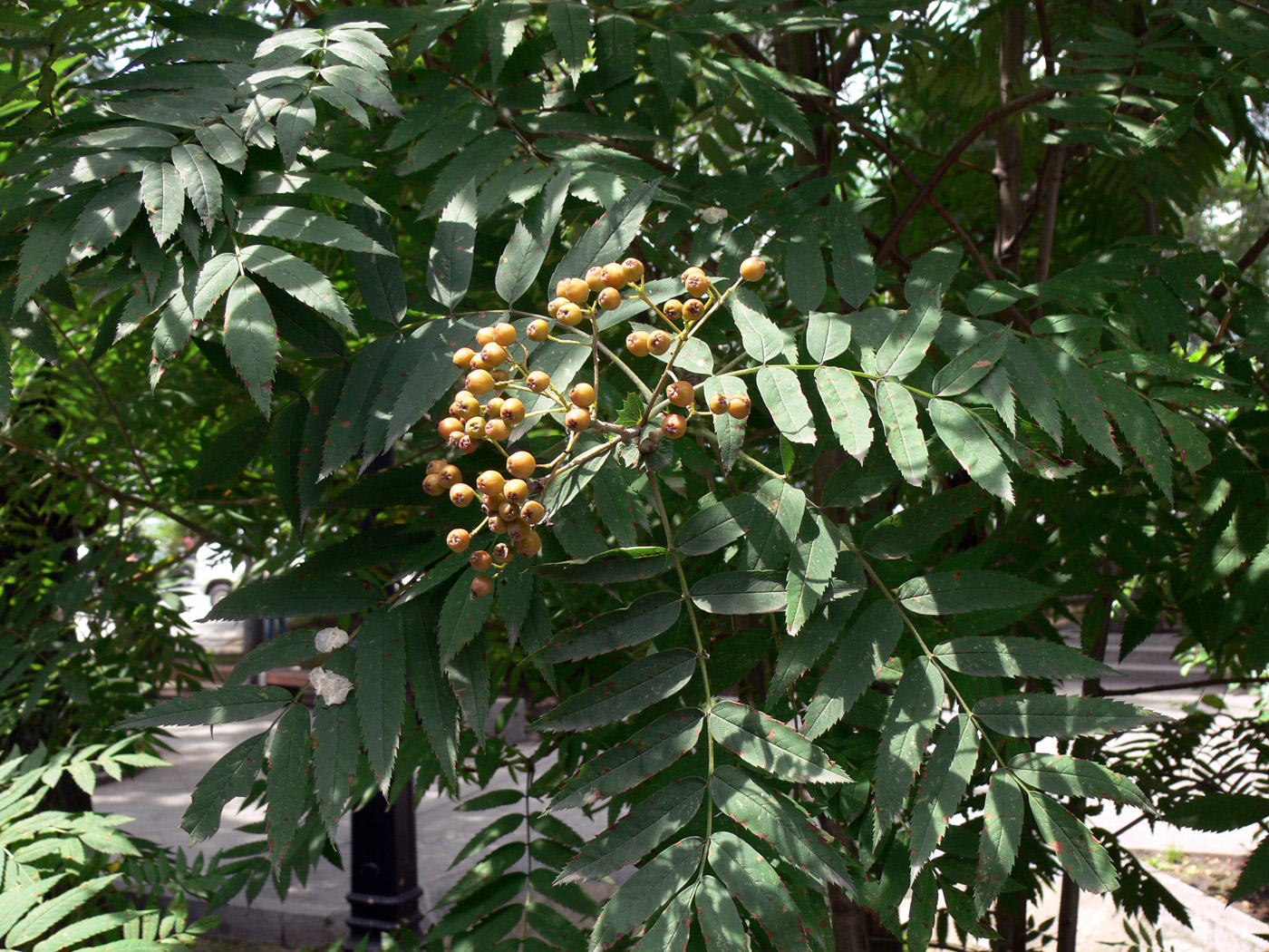 Изображение особи Sorbus amurensis.