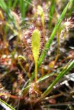 Drosera anglica