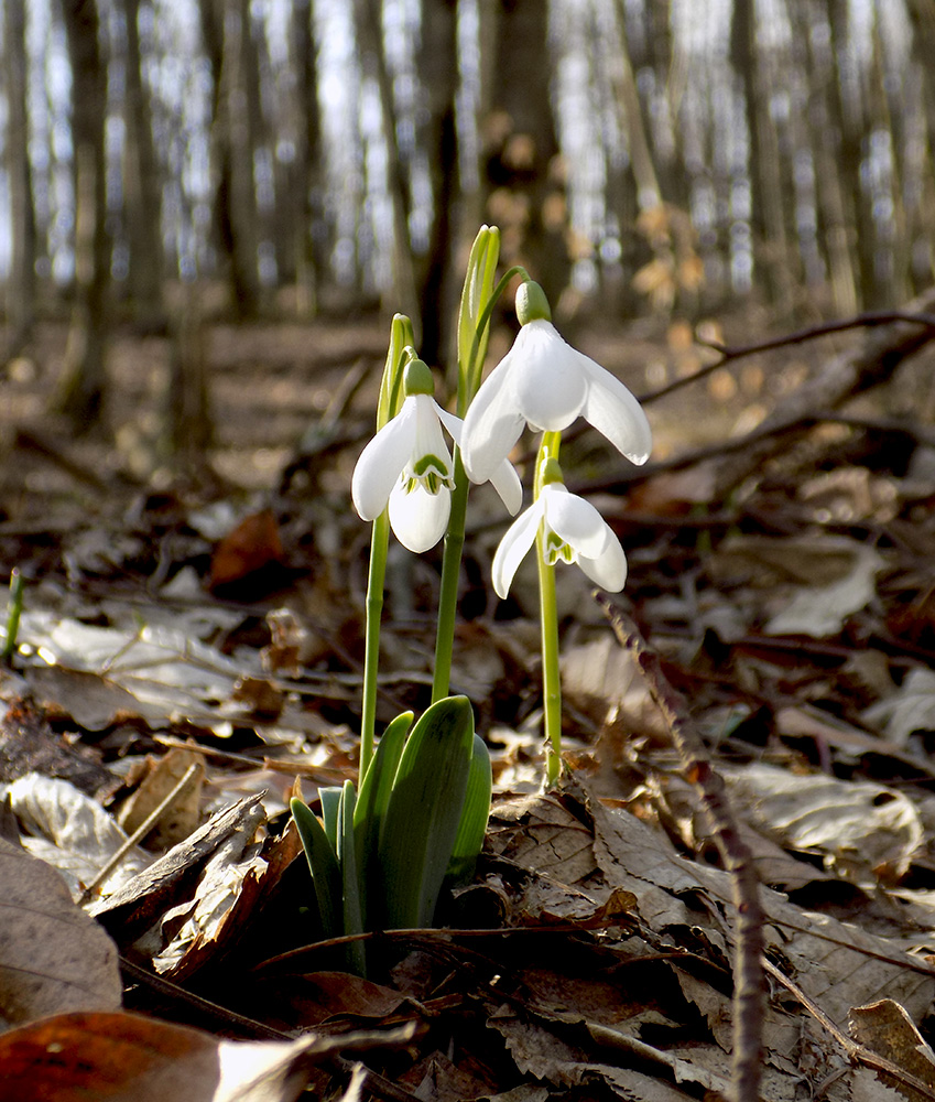 Изображение особи Galanthus alpinus.