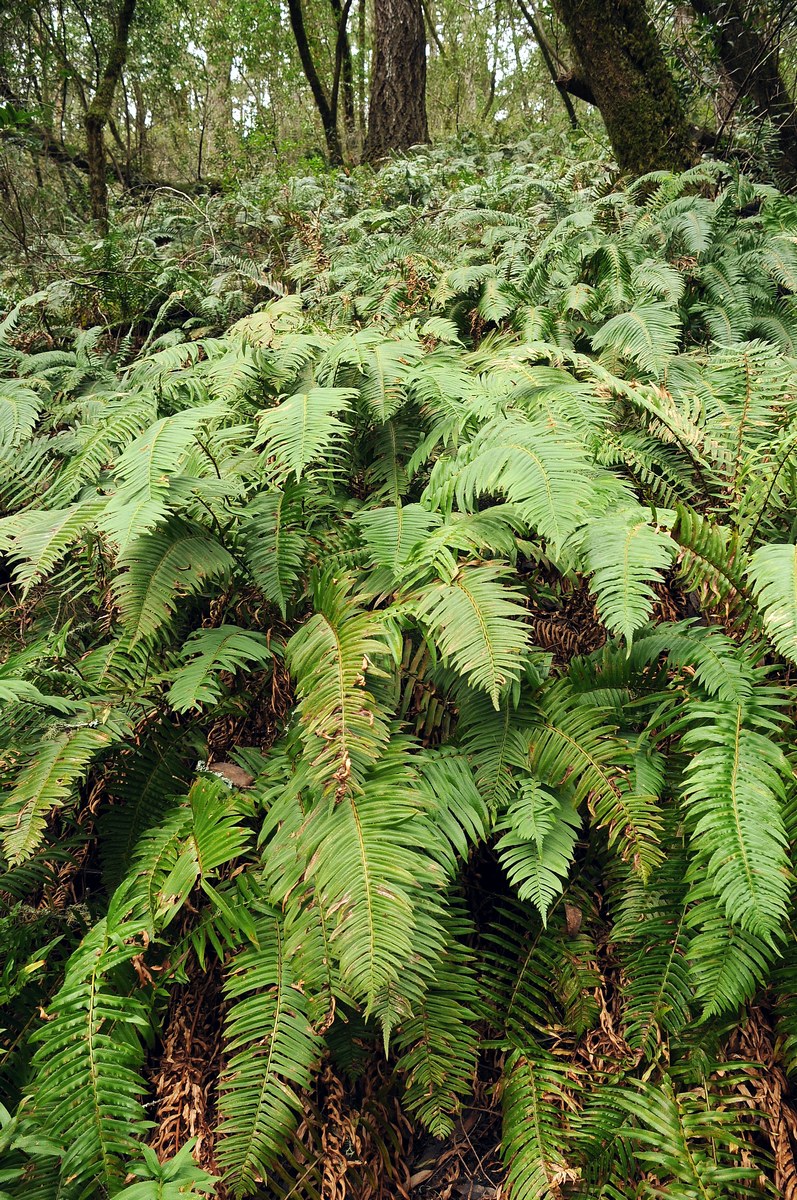 Изображение особи Polystichum munitum.