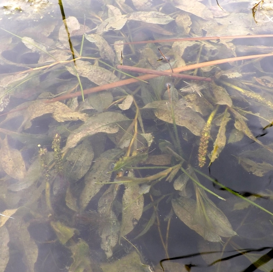 Image of Potamogeton lucens specimen.