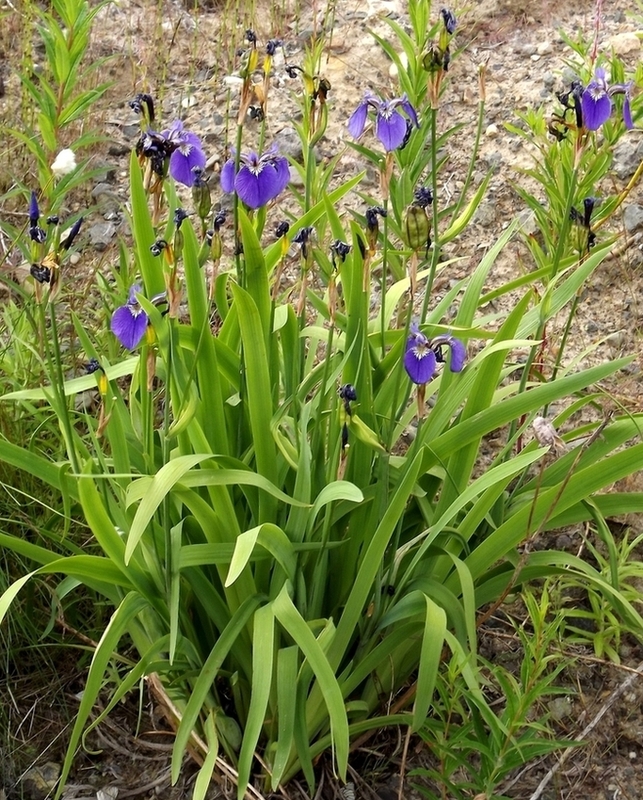 Image of Iris setosa specimen.