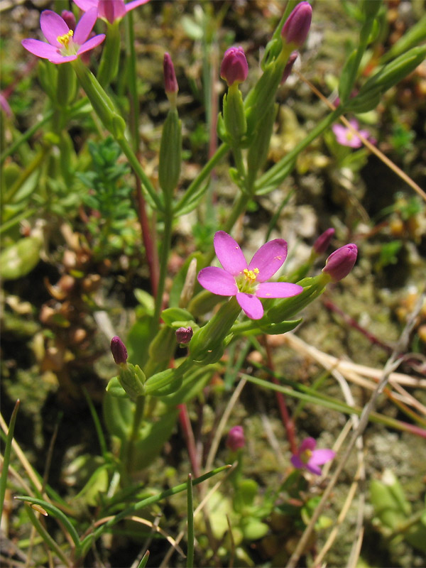 Изображение особи Centaurium pulchellum.