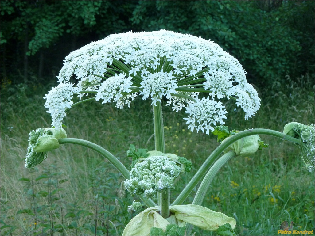 Image of Heracleum sosnowskyi specimen.