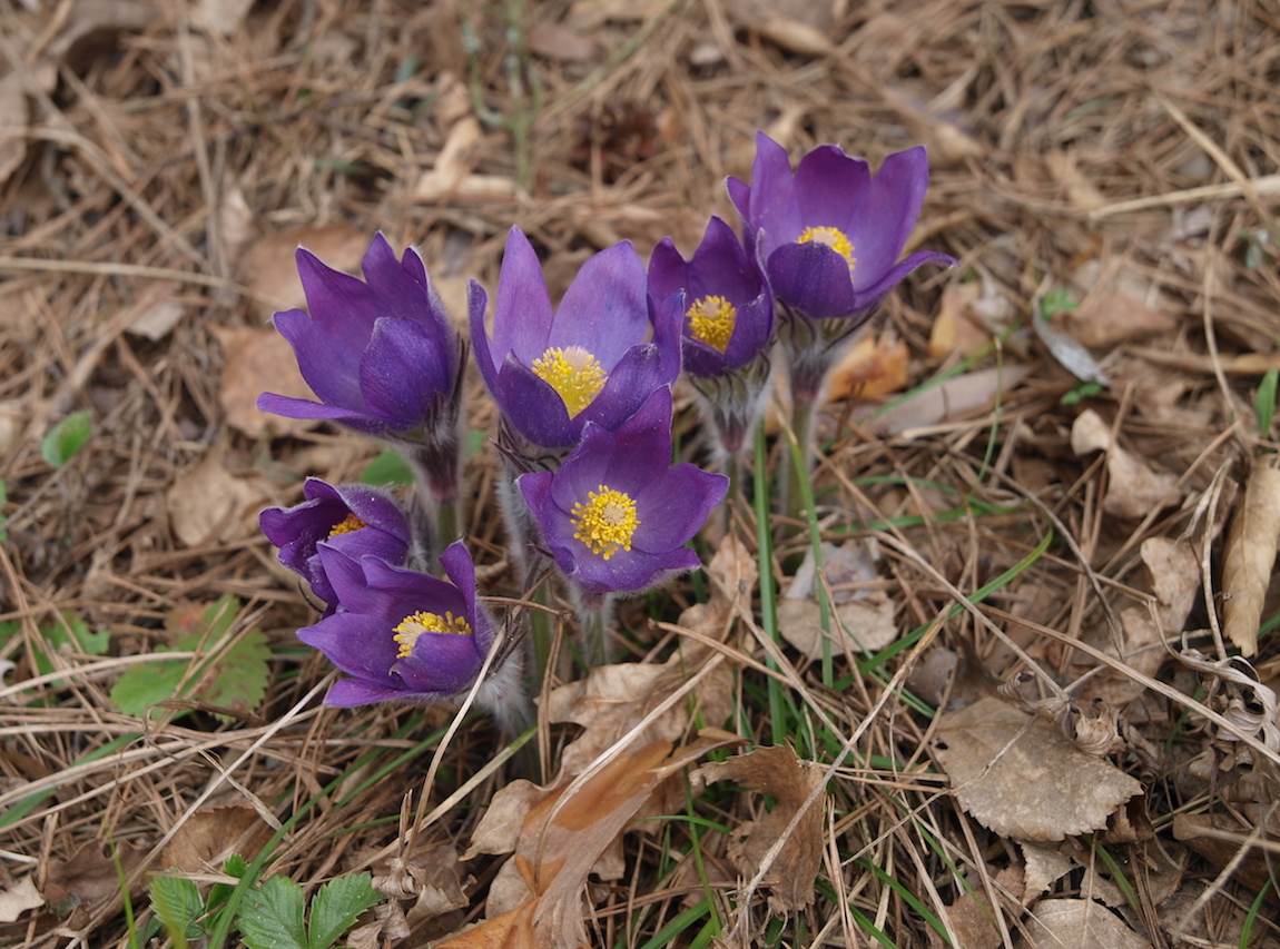 Image of Pulsatilla patens specimen.