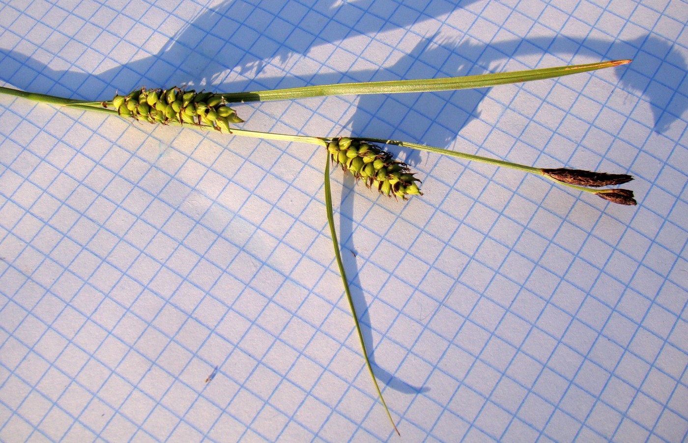 Image of Carex melanostachya specimen.