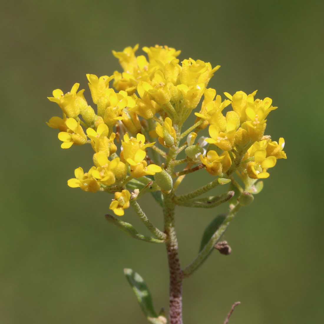 Изображение особи Odontarrhena muralis.