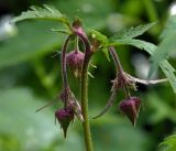 Geum rivale. Верхушка побега с бутонами. Московская обл., Раменский р-н, окр. ж.-д. платформы Хрипань, смешанный лес у ЛЭП. 05.06.2017.
