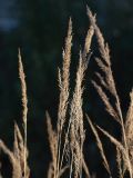 Calamagrostis epigeios. Соцветия. Ленинградская обл., Всеволожский р-н, окр. пос. Мурино, ж.-д. ст. Девяткино. 10.10.2009.