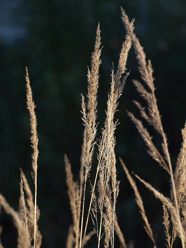 Изображение особи Calamagrostis epigeios.