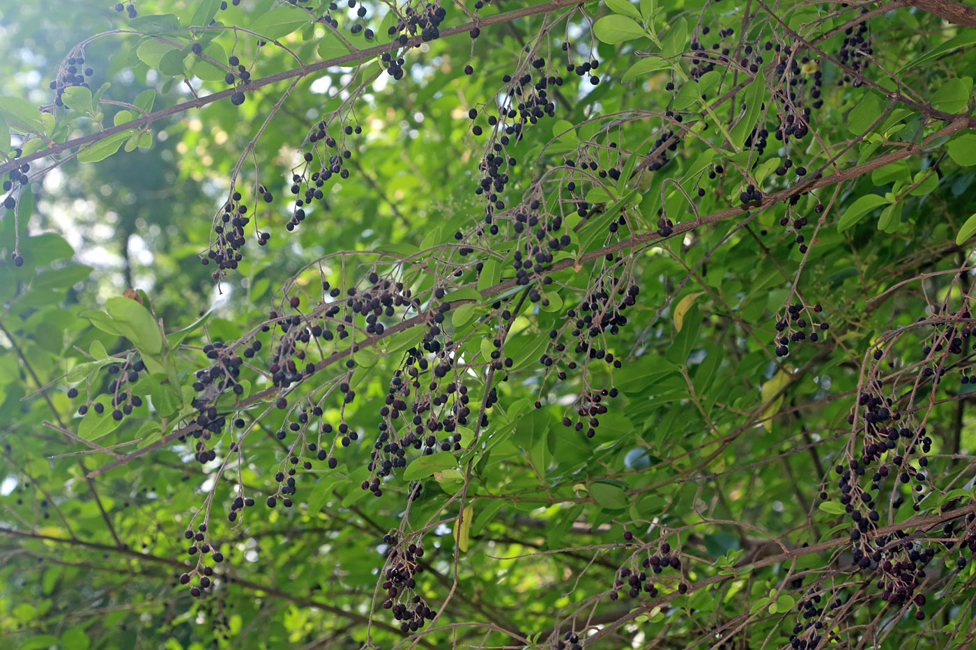 Изображение особи Ligustrum sinense.