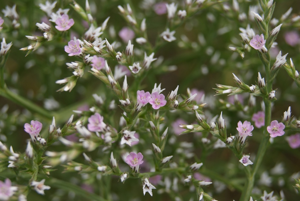 Image of Goniolimon tataricum specimen.