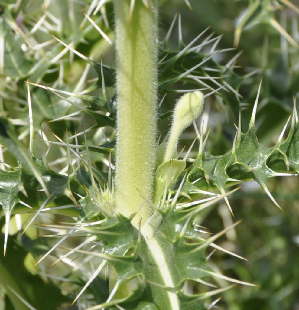 Image of Morina persica specimen.