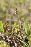 Carex dioica. Верхушка цветущего мужского растения (в сообществе с Empetrum hermaphroditum и Rubus chamaemorus). Мурманская обл., Кольский р-н, заболоченный берег оз. Кильдинское. 03.07.2017.