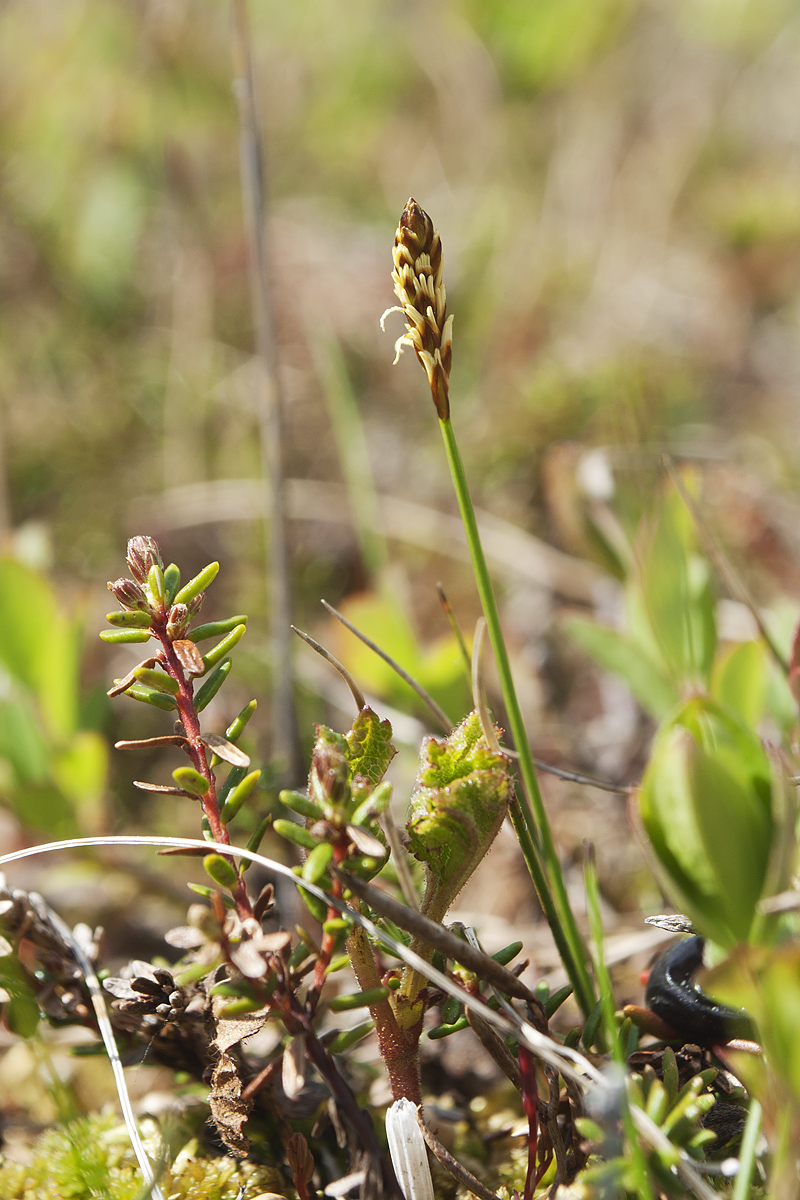 Image of Carex dioica specimen.