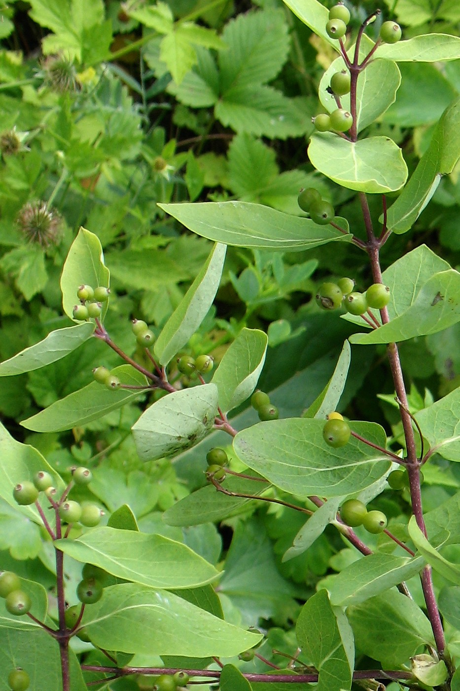 Image of Lonicera tatarica specimen.