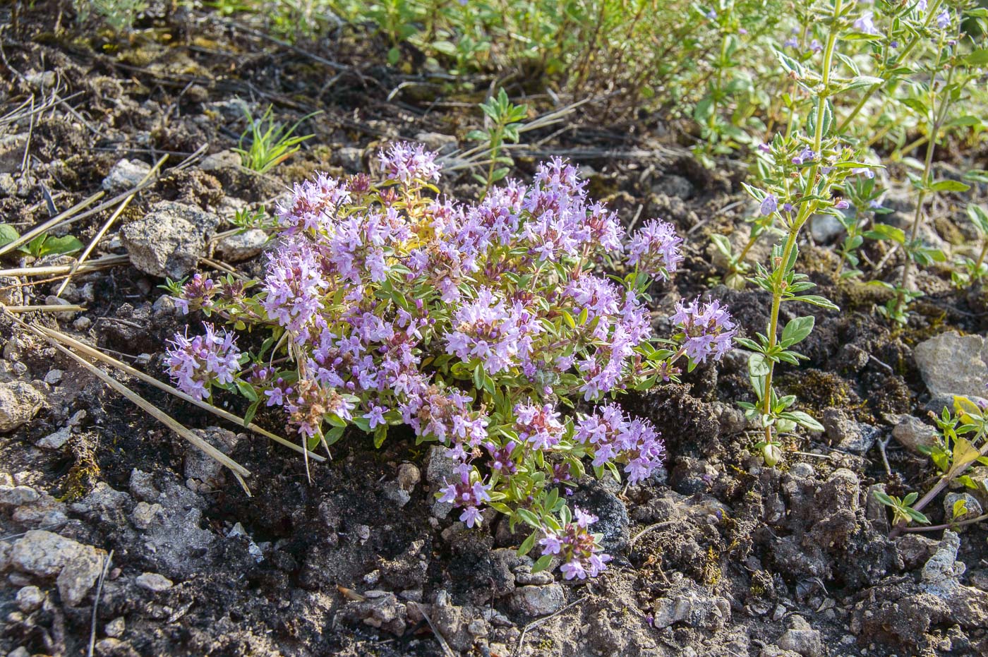 Изображение особи Thymus dubjanskyi.