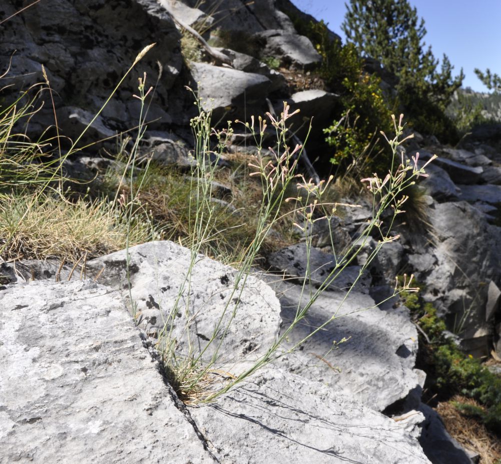 Image of Asperula aristata ssp. thessala specimen.