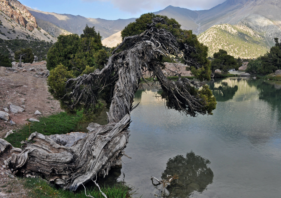 Изображение особи Juniperus seravschanica.