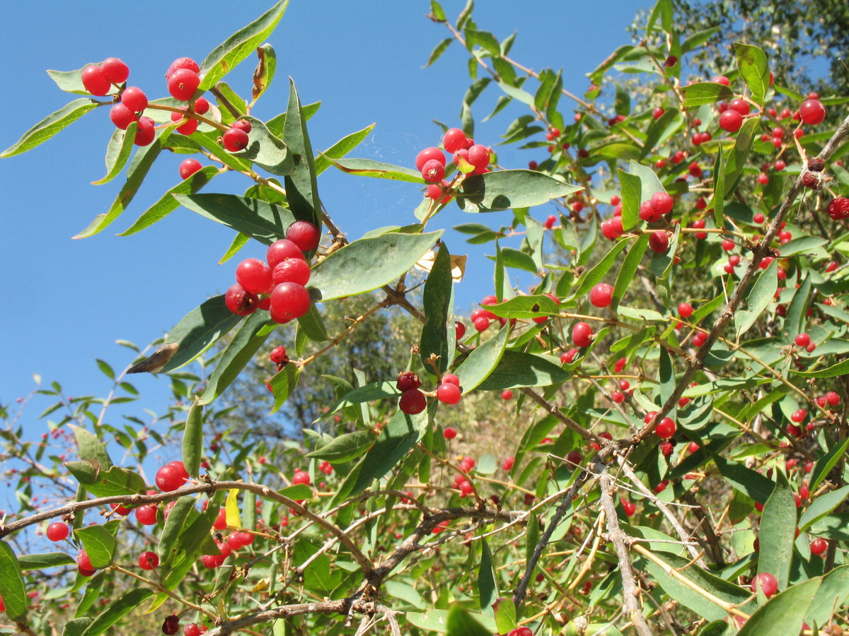 Image of Lonicera tatarica specimen.