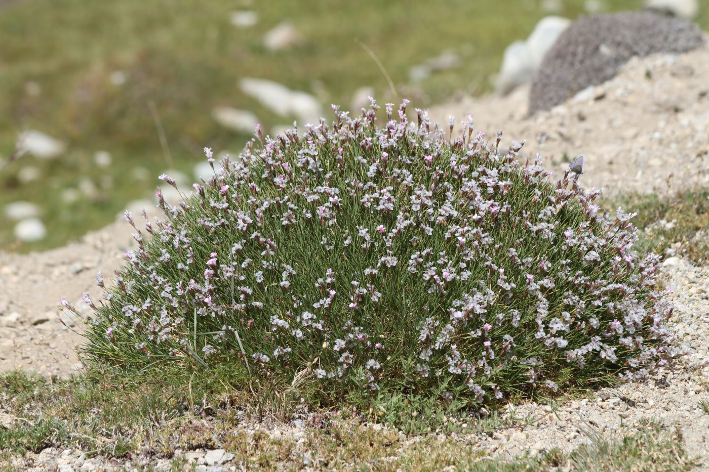 Image of genus Acantholimon specimen.