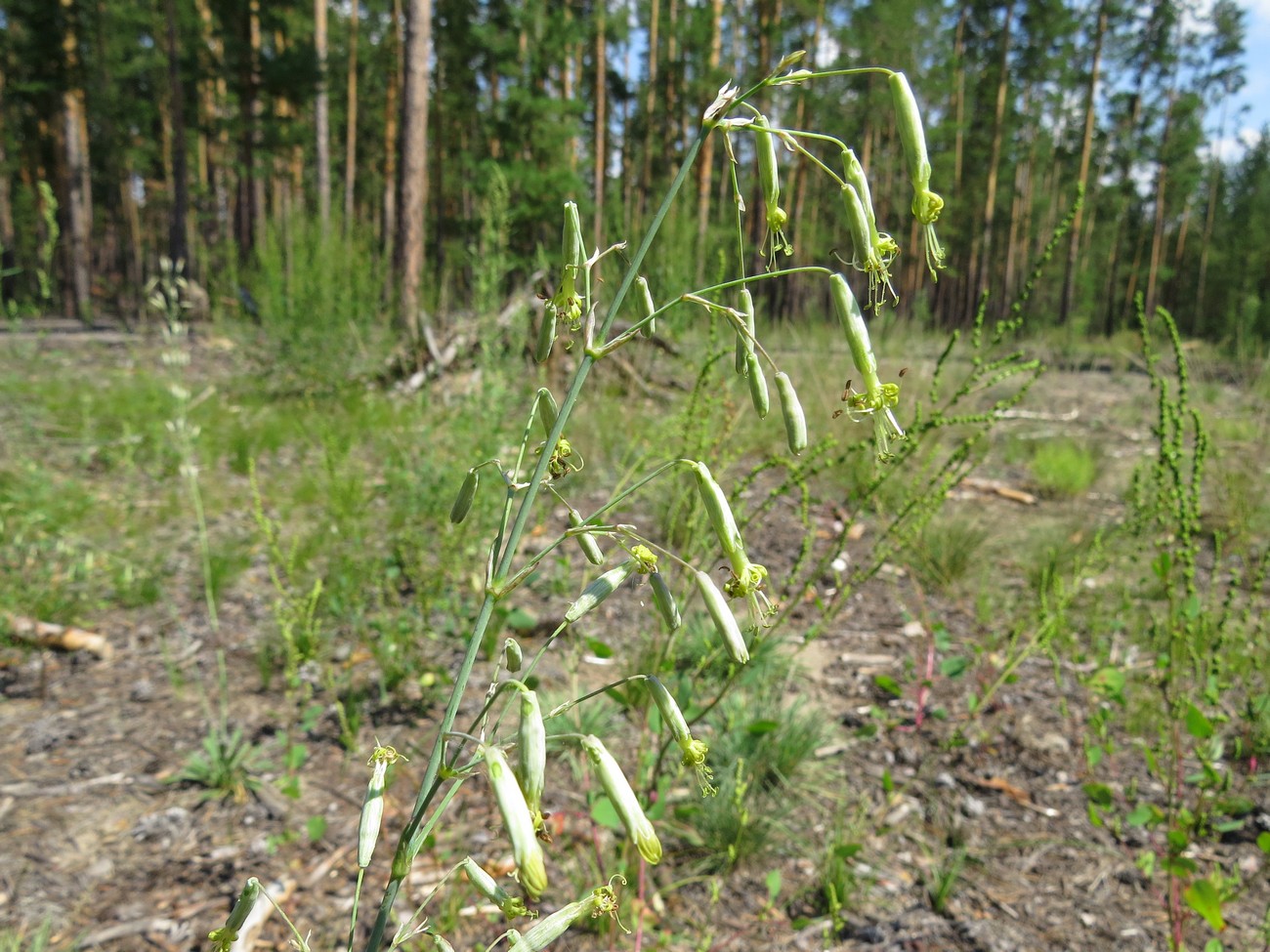 Изображение особи Silene chlorantha.